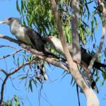 Channel-billed Cuckoo (Scythrops novaehollandiae), Alice Springs NT © Dorothy Latimer