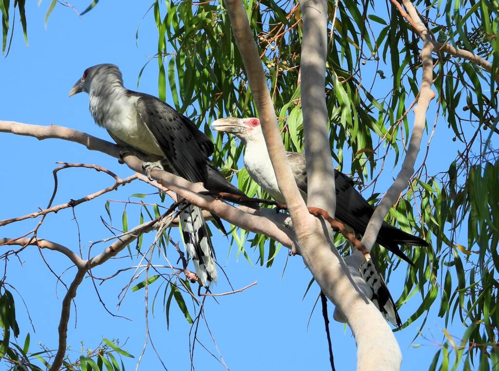 Channel-billed Cuckoo (Scythrops novaehollandiae), Alice Springs NT © Dorothy Latimer