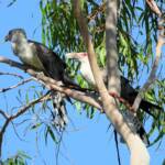 Channel-billed Cuckoo (Scythrops novaehollandiae), Alice Springs NT © Dorothy Latimer