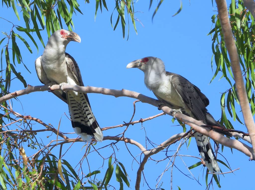 Channel-billed Cuckoo (Scythrops novaehollandiae), Alice Springs NT © Dorothy Latimer