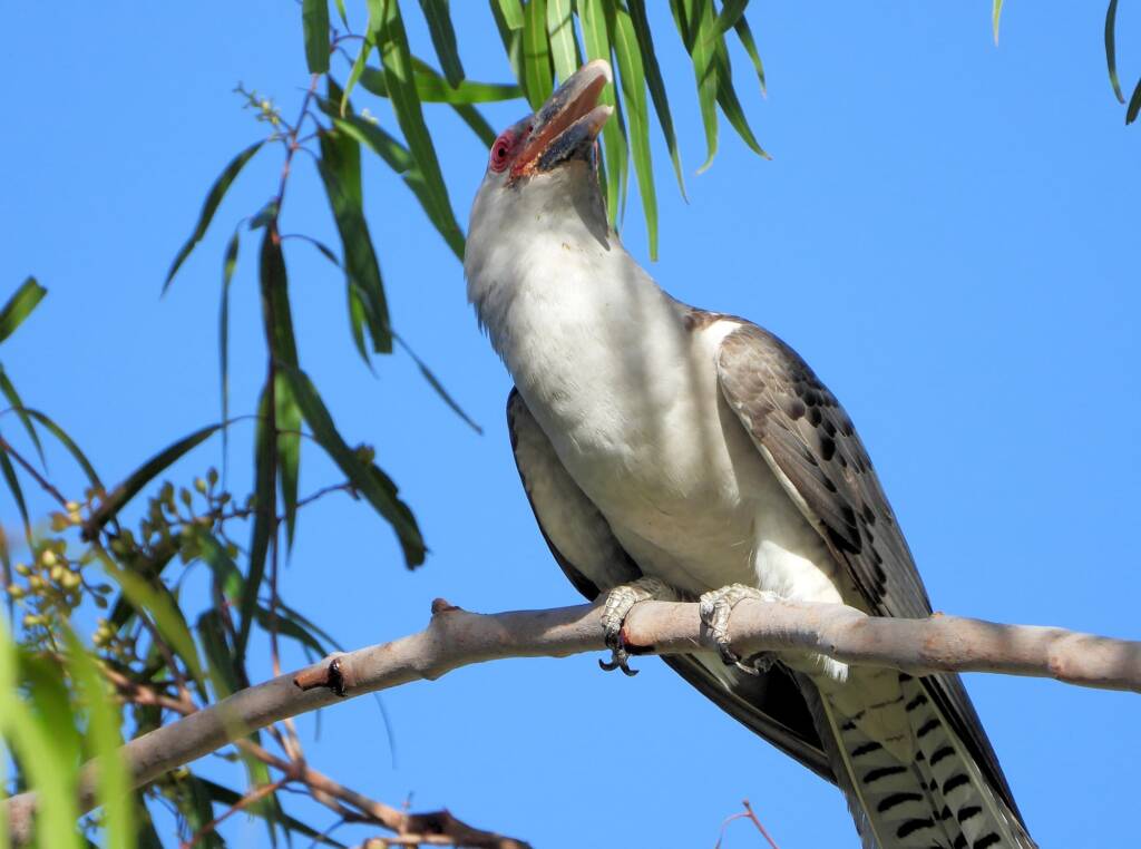 Channel-billed Cuckoo (Scythrops novaehollandiae), Alice Springs NT © Dorothy Latimer
