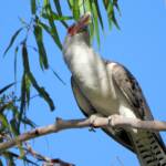 Channel-billed Cuckoo (Scythrops novaehollandiae), Alice Springs NT © Dorothy Latimer