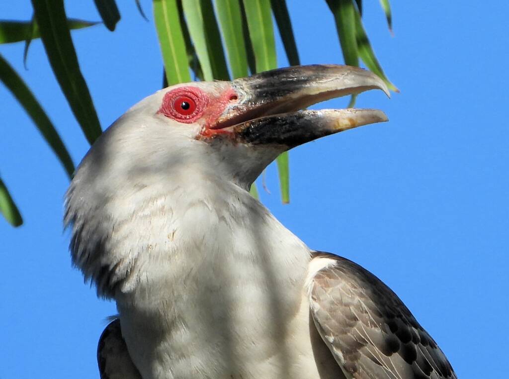 Channel-billed Cuckoo (Scythrops novaehollandiae), Alice Springs NT © Dorothy Latimer