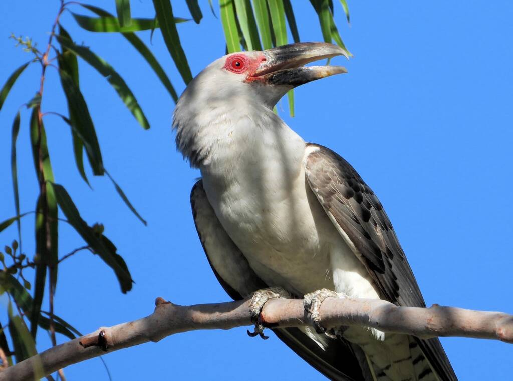 Channel-billed Cuckoo (Scythrops novaehollandiae), Alice Springs NT © Dorothy Latimer