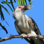 Channel-billed Cuckoo (Scythrops novaehollandiae), Alice Springs NT © Dorothy Latimer