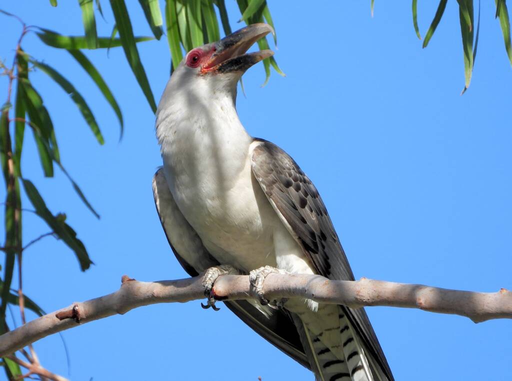 Channel-billed Cuckoo (Scythrops novaehollandiae), Alice Springs NT © Dorothy Latimer
