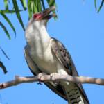 Channel-billed Cuckoo (Scythrops novaehollandiae), Alice Springs NT © Dorothy Latimer