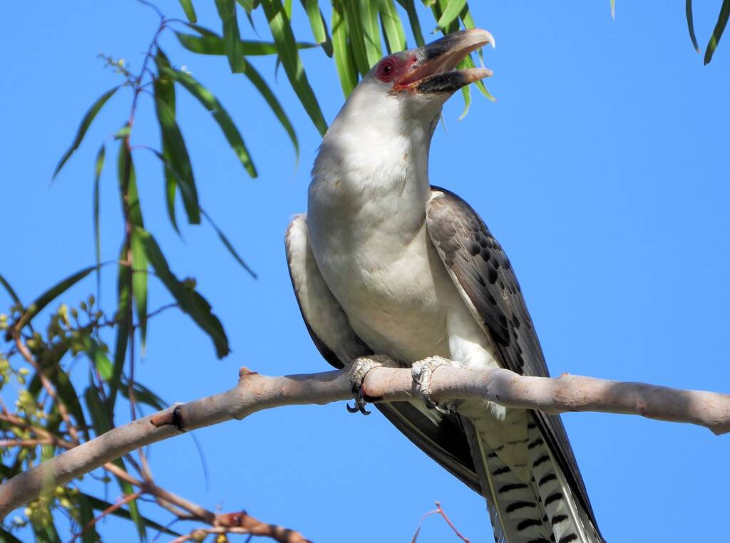 Channel-billed Cuckoo (Scythrops novaehollandiae), Alice Springs NT © Dorothy Latimer