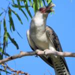 Channel-billed Cuckoo (Scythrops novaehollandiae), Alice Springs NT © Dorothy Latimer