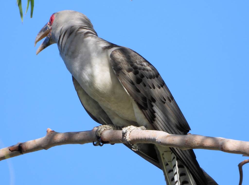 Channel-billed Cuckoo (Scythrops novaehollandiae), Alice Springs NT © Dorothy Latimer