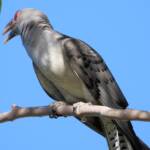 Channel-billed Cuckoo (Scythrops novaehollandiae), Alice Springs NT © Dorothy Latimer