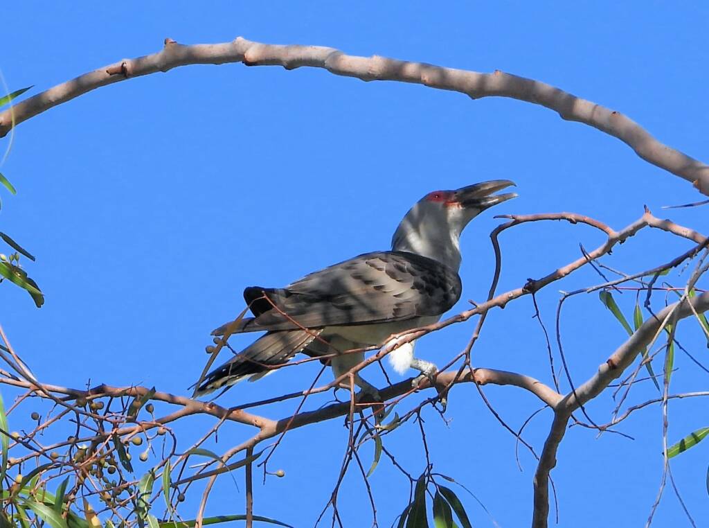 Channel-billed Cuckoo (Scythrops novaehollandiae), Alice Springs NT © Dorothy Latimer