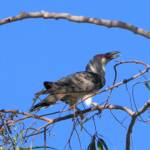 Channel-billed Cuckoo (Scythrops novaehollandiae), Alice Springs NT © Dorothy Latimer