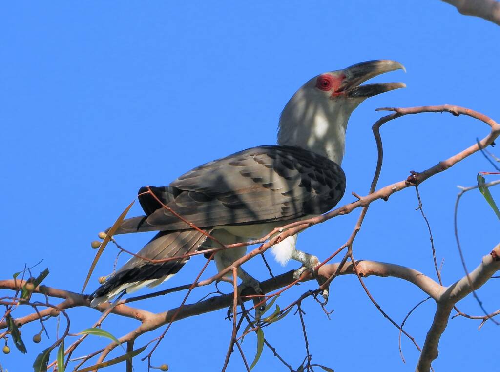 Channel-billed Cuckoo (Scythrops novaehollandiae), Alice Springs NT © Dorothy Latimer