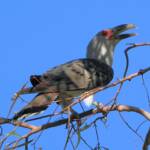 Channel-billed Cuckoo (Scythrops novaehollandiae), Alice Springs NT © Dorothy Latimer