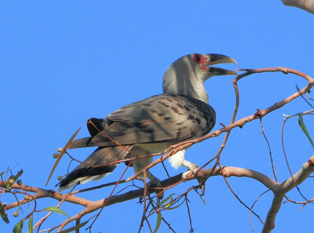 Channel-billed Cuckoo (Scythrops novaehollandiae), Alice Springs NT © Dorothy Latimer