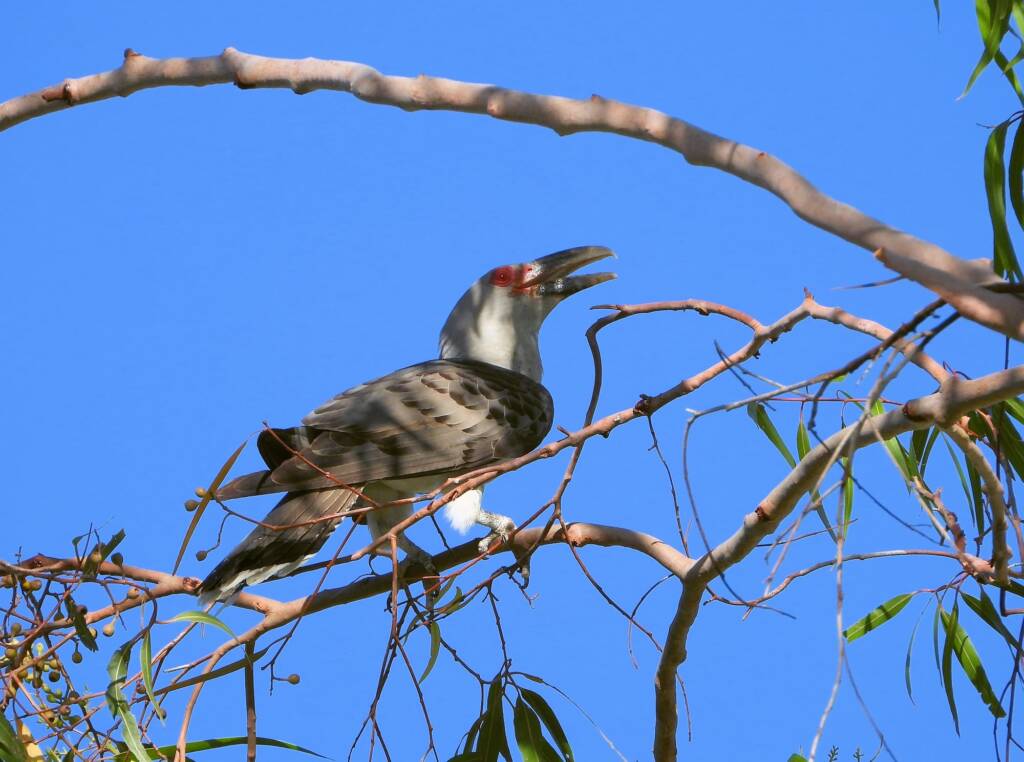 Channel-billed Cuckoo (Scythrops novaehollandiae), Alice Springs NT © Dorothy Latimer
