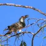 Channel-billed Cuckoo (Scythrops novaehollandiae), Alice Springs NT © Dorothy Latimer
