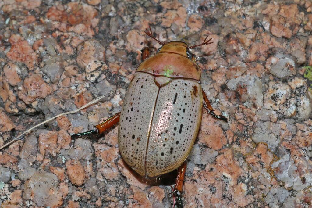 Christmas Beetle (Anoplognathus porosus), Ballandean QLD © Marc Newman