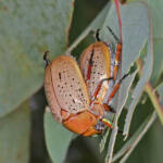 Christmas Beetle (Anoplognathus porosus), Ballandean QLD © Marc Newman