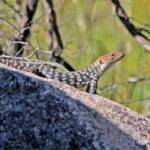 Cunningham's Skink (Egernia cunninghami), Southern Downs QLD © Marc Newman