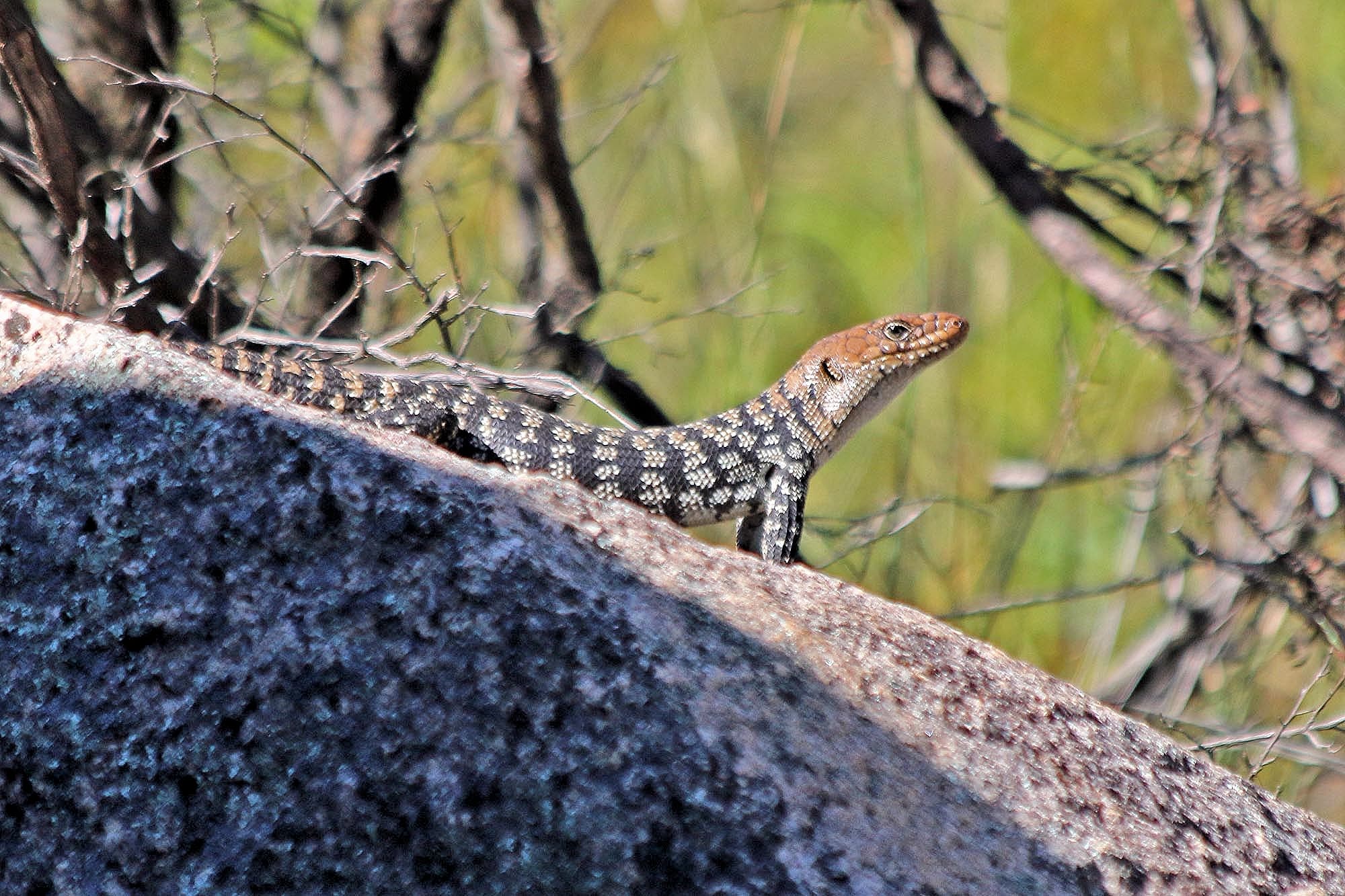 Cunningham's Skink (Egernia cunninghami), Southern Downs QLD © Marc Newman