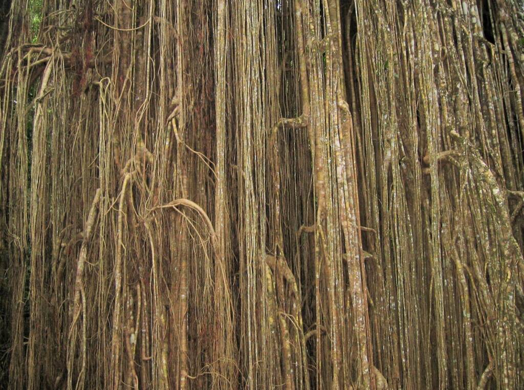 Curtain Fig, Atherton Tablelands QLD @ Alan Holden