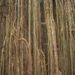 Curtain Fig, Atherton Tablelands QLD @ Alan Holden