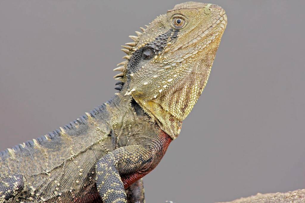 Eastern Water Dragon (Intellagama lesueurii), Southern Downs QLD © Marc Newman