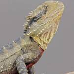Eastern Water Dragon (Intellagama lesueurii), Southern Downs QLD © Marc Newman