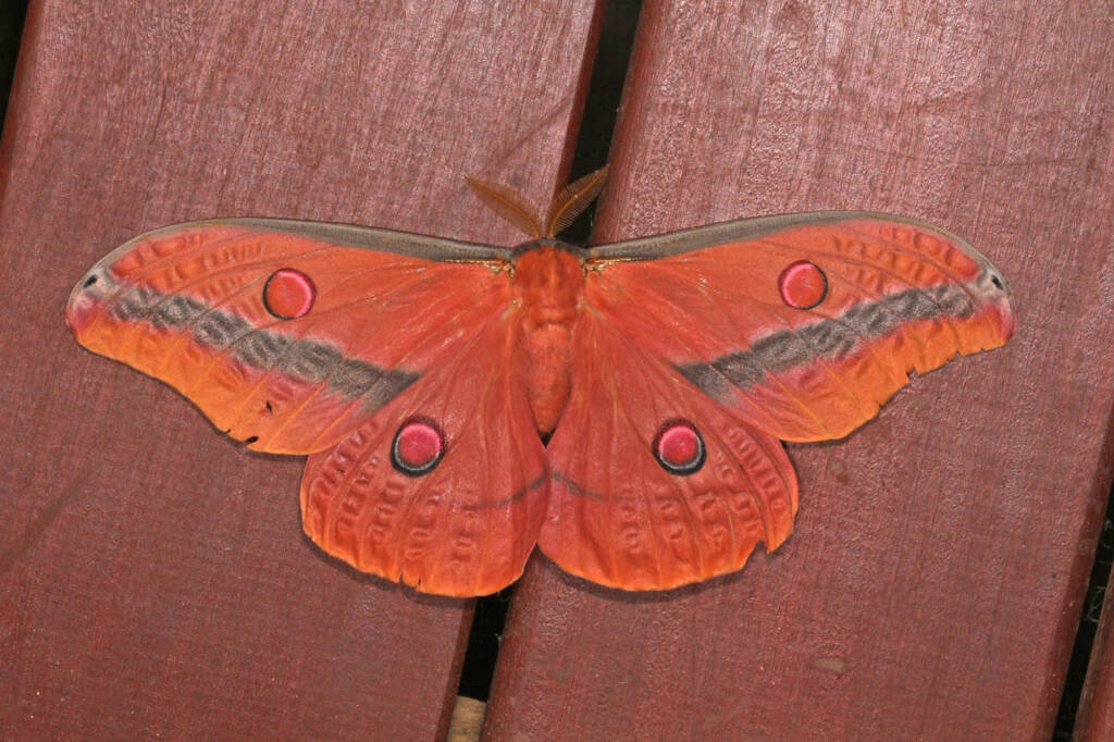 Emperor Moth (Opodiphthera loranthi), Ballandean QLD © Marc Newman