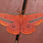Emperor Moth (Opodiphthera loranthi), Ballandean QLD © Marc Newman