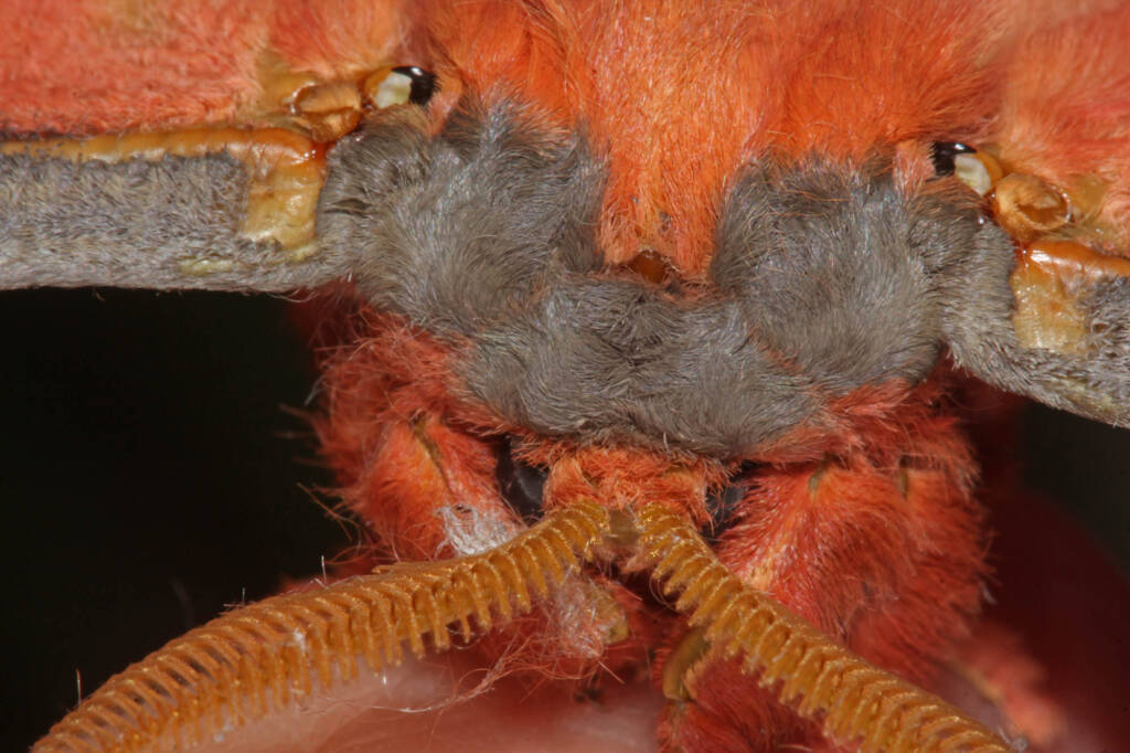 Emperor Moth (Opodiphthera loranthi), Ballandean QLD © Marc Newman