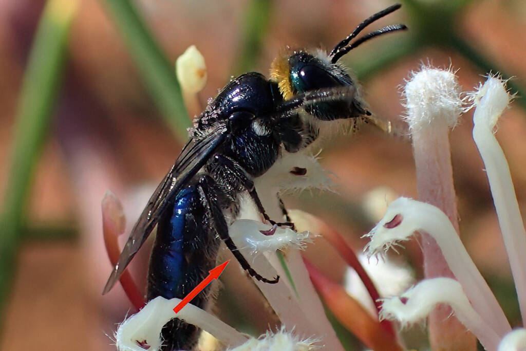 Euryglossa calaina, Geraldton, Midwest WA © Gary Taylor