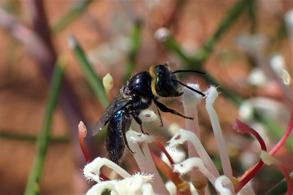 Euryglossa calaina, Geraldton, Midwest WA © Gary Taylor