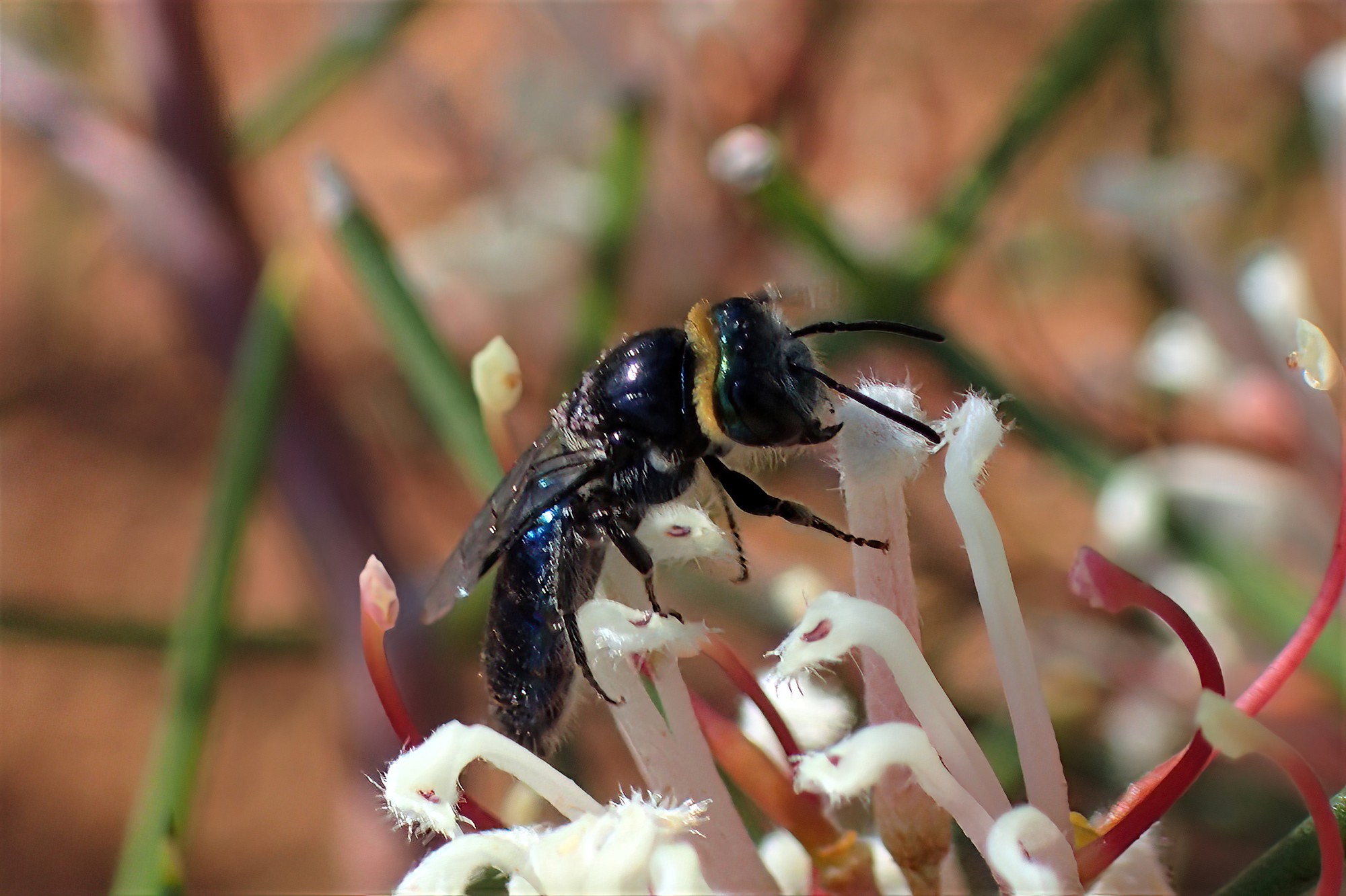 Euryglossa calaina, Geraldton, Midwest WA © Gary Taylor