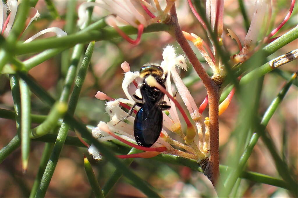 Euryglossa calaina, Geraldton, Midwest WA © Gary Taylor