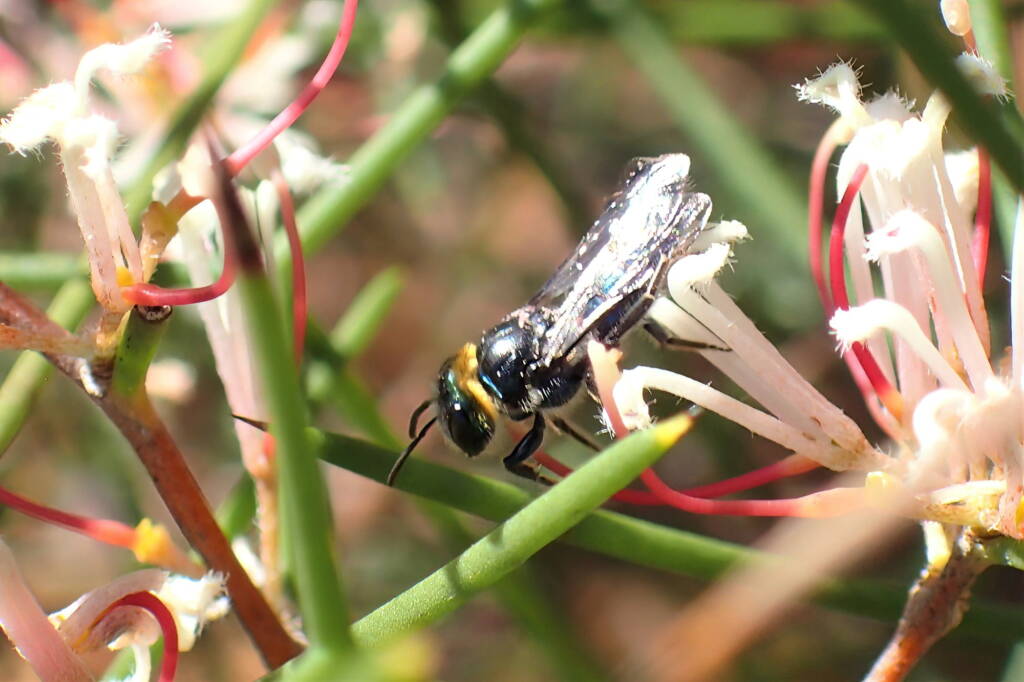 Euryglossa calaina, Geraldton, Midwest WA © Gary Taylor