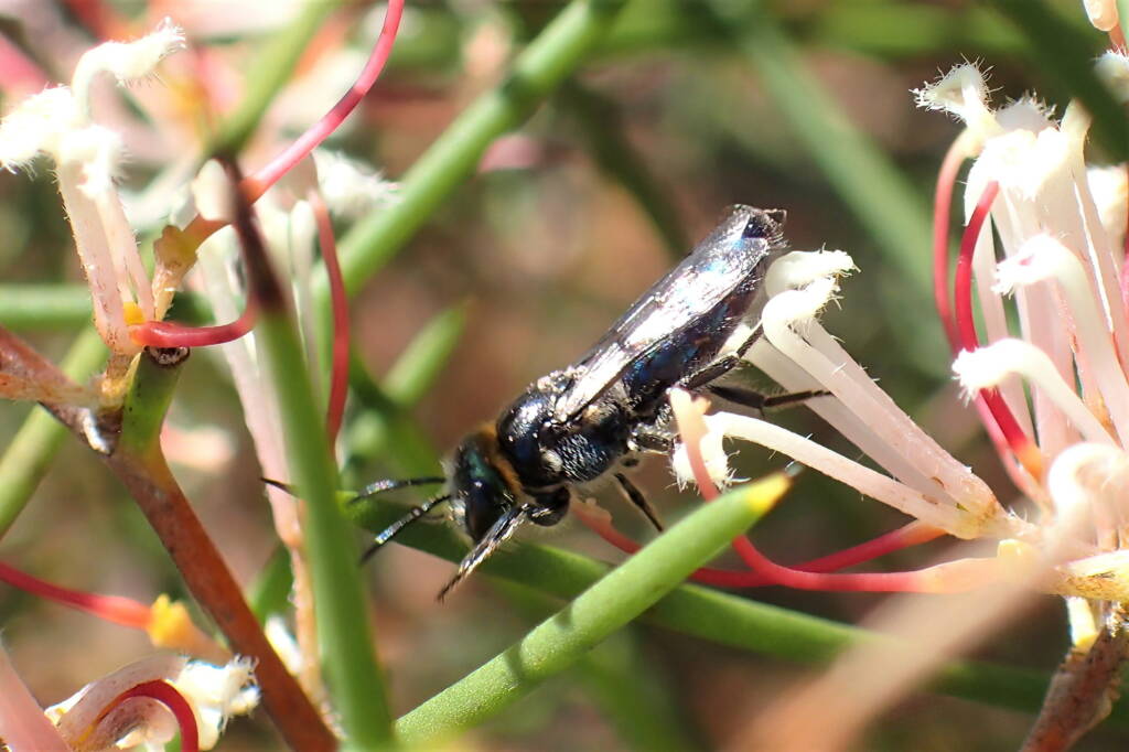 Euryglossa calaina, Geraldton, Midwest WA © Gary Taylor