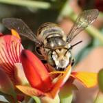 Megachile (Eutricharaea) macularis, Midwest WA © Gary Taylor