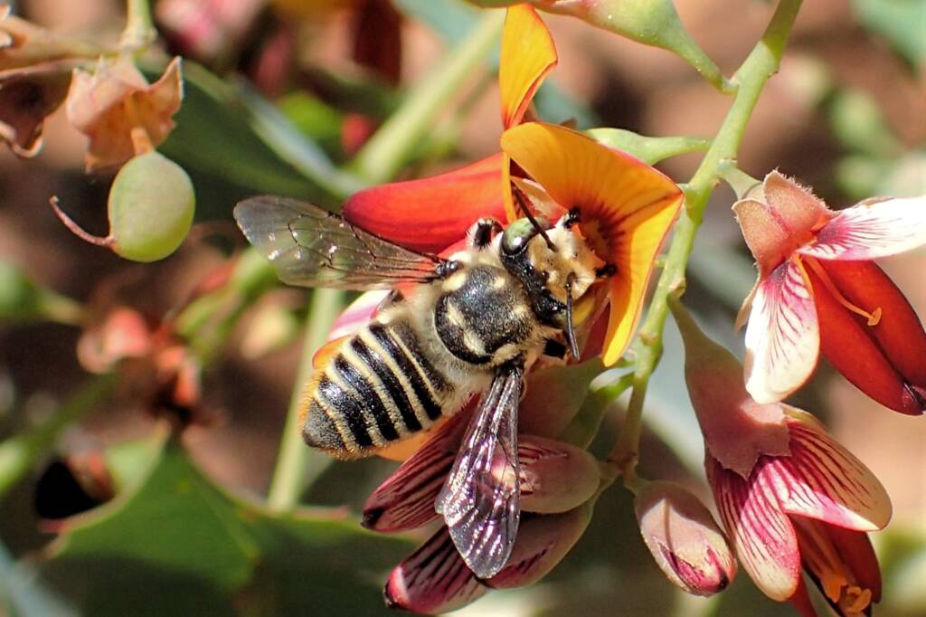 Megachile (Eutricharaea) macularis, Midwest WA © Gary Taylor