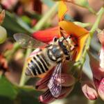 Megachile (Eutricharaea) macularis, Midwest WA © Gary Taylor