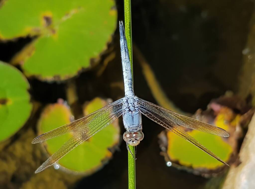 Mature Female Blue Skimmer (Orthetrum caledonicum), Alice Springs NT