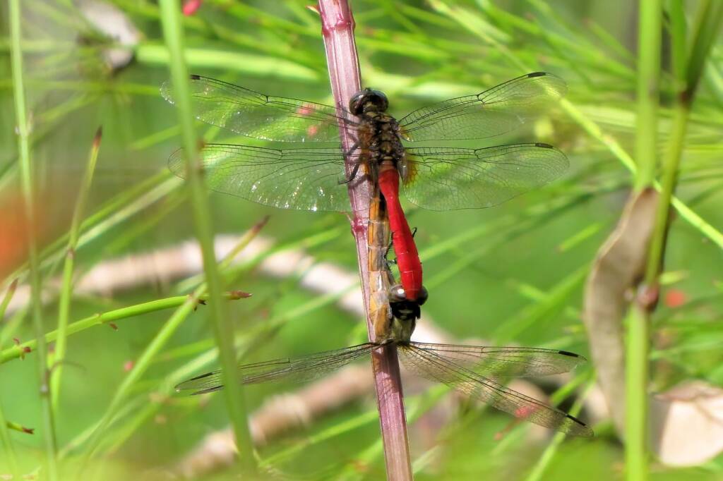 Fiery Skimmer (Orthetrum villosovittatum), Mareeba FNQ © Sheena Shepherd