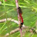 Fiery Skimmer (Orthetrum villosovittatum), Mareeba FNQ © Sheena Shepherd