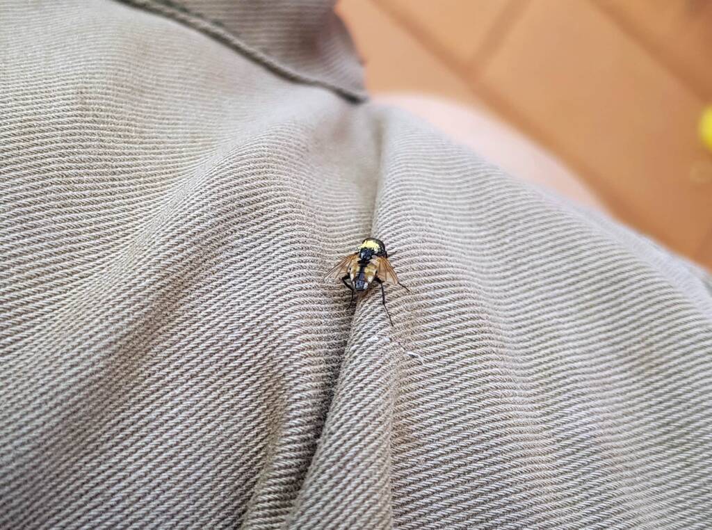 Fly (genus Musca), Alice Springs NT