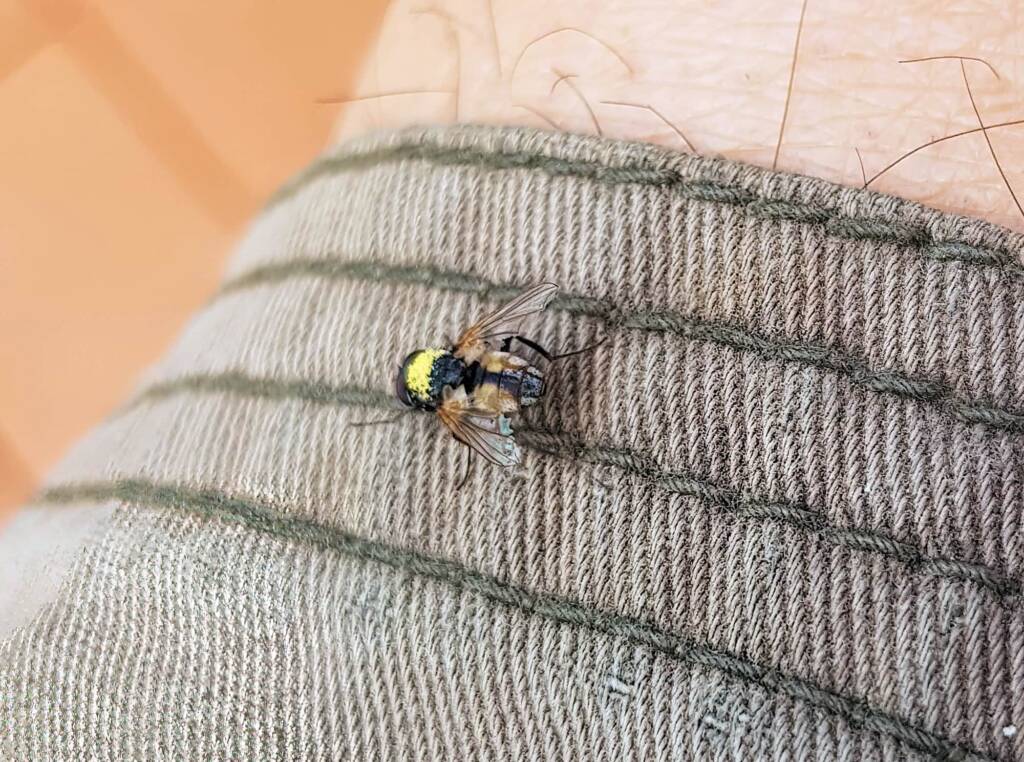Fly (genus Musca), Alice Springs NT