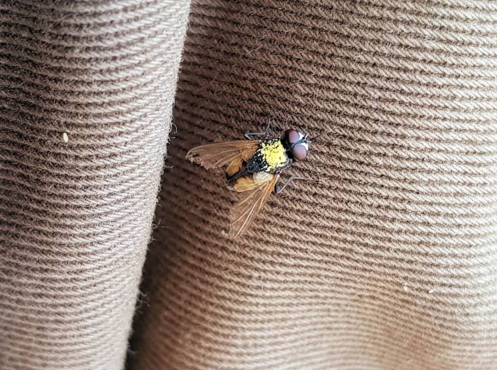 Fly (genus Musca), Alice Springs NT