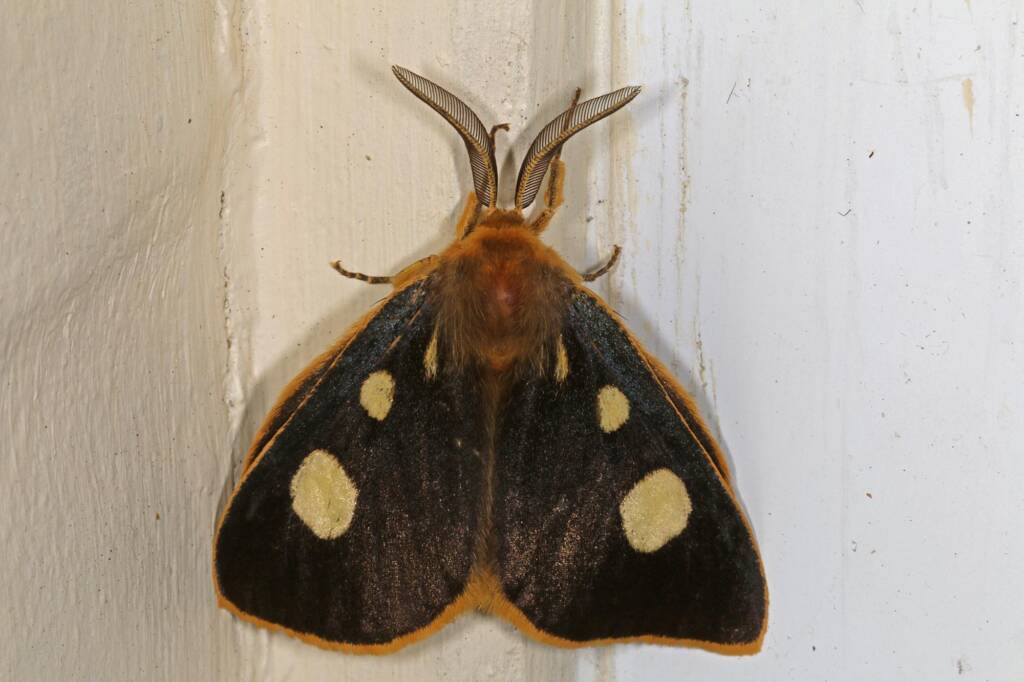 Four-Spot Anthelid Moth (Anthela guenei), Ballandean QLD © Marc Newman