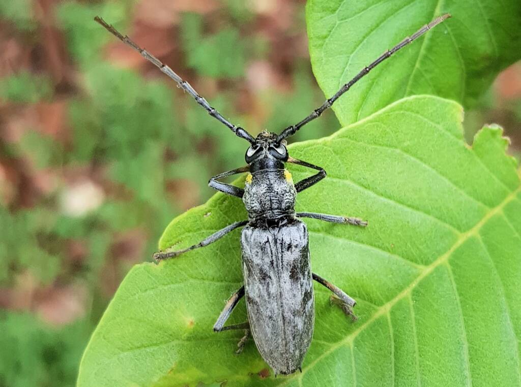 Longhorn Beetles (genus Pachydissus), Alice Springs NT